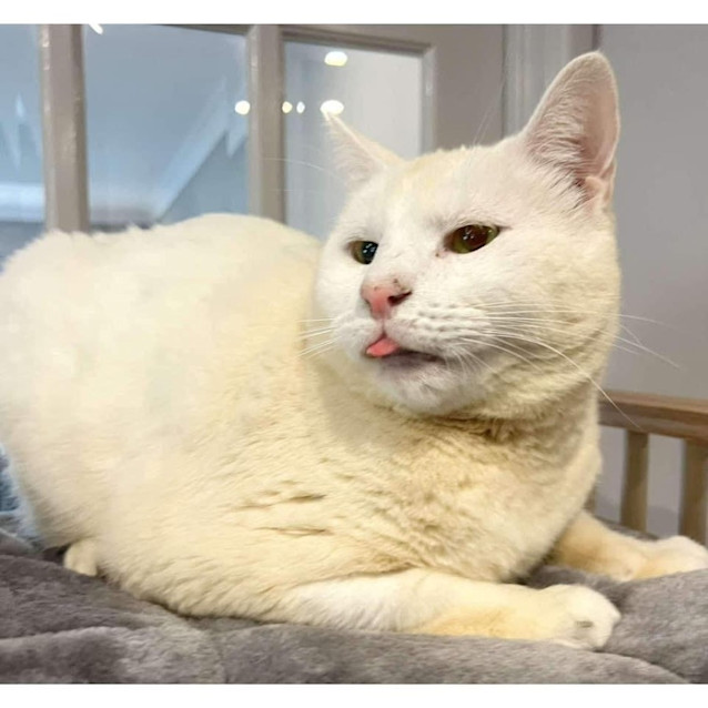 Photo of 10366   Claus