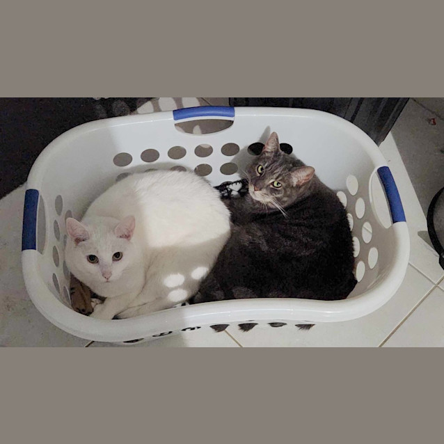 Photo of Lumi / Sheik