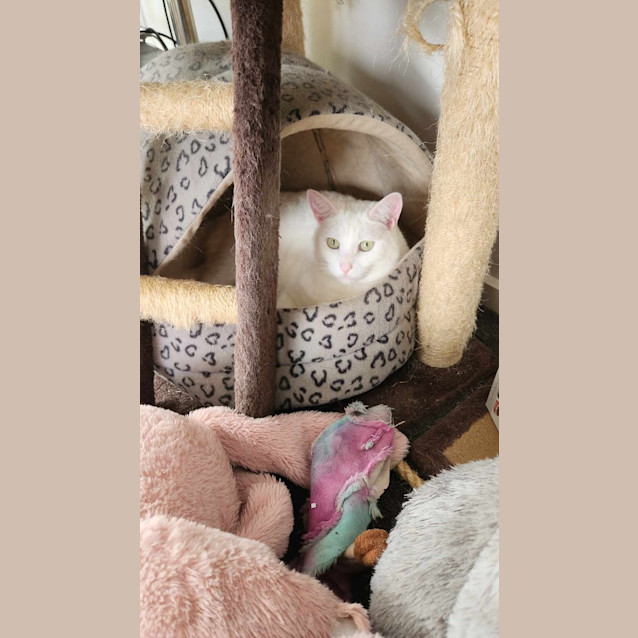 Photo of Lumi / Sheik