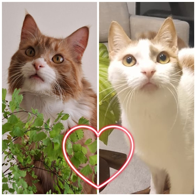 Photo of Misty & Brock