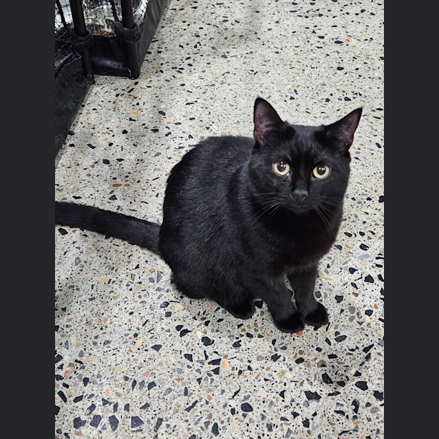 Photo of Nemo