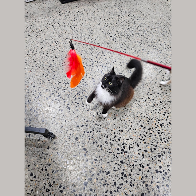 Photo of Tux