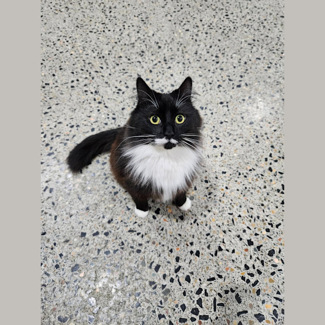 Photo of Tux