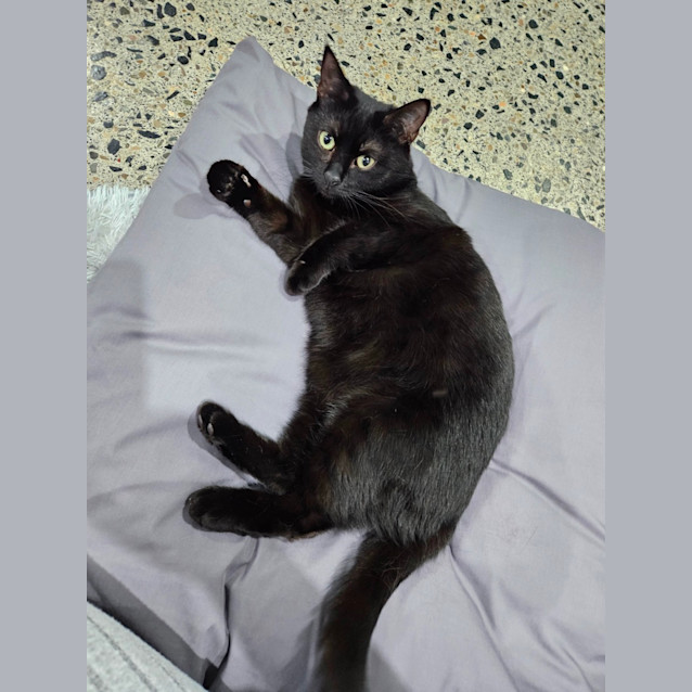 Photo of Nemo