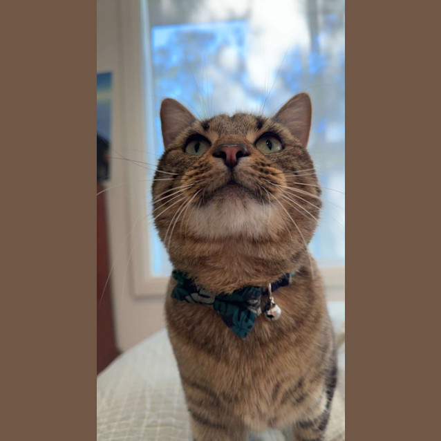 Photo of Linguine