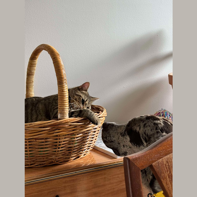 Photo of Linguine