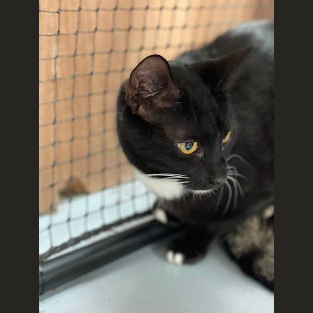 Photo of Marigold **2nd Chance Cat Rescue**