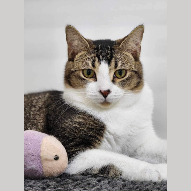 Photo of 🌪 Lincoln 5053 🌪