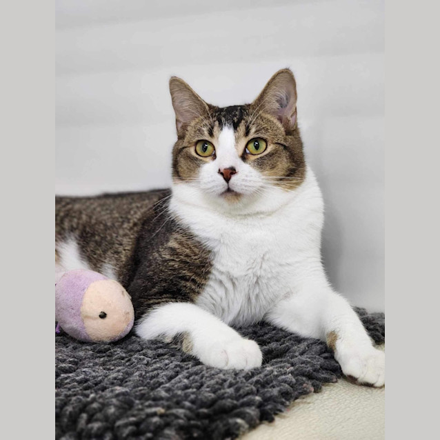 Photo of 🌪 Lincoln 5053 🌪