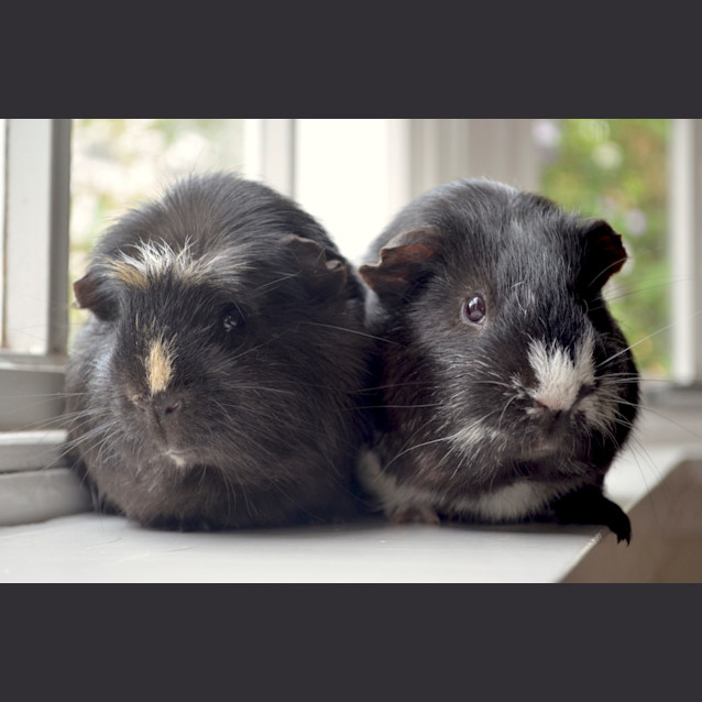 Photo of Barry And Gregory