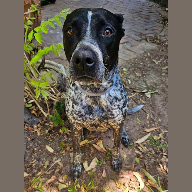 Photo of Seamus *$250 Adoption Fee*