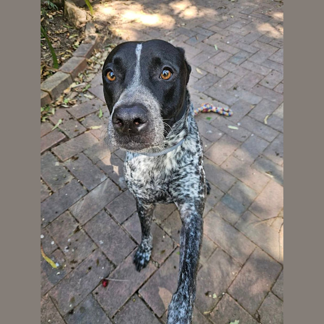 Photo of Seamus *$250 Adoption Fee*