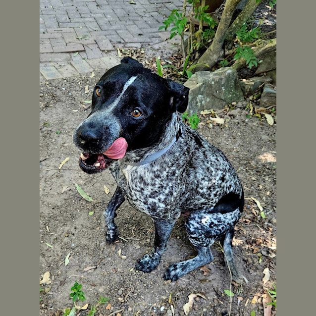 Photo of Seamus *$250 Adoption Fee*