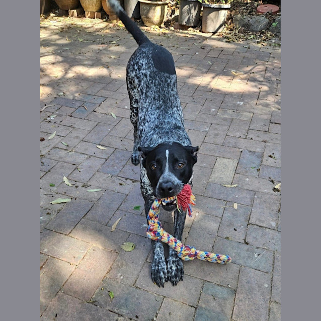 Photo of Seamus *$250 Adoption Fee*