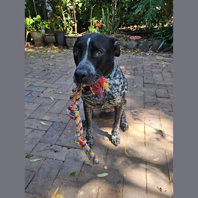 Photo of Seamus *$250 Adoption Fee*