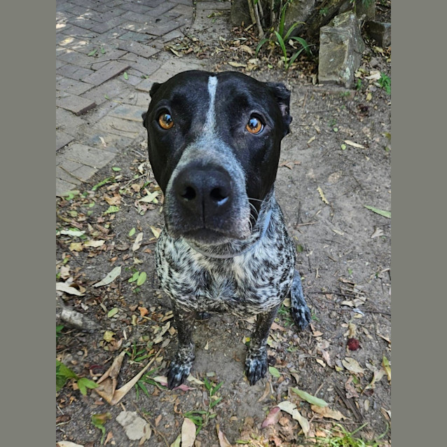 Photo of Seamus *$250 Adoption Fee*