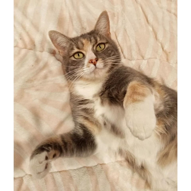 Photo of 10748   Pretzel