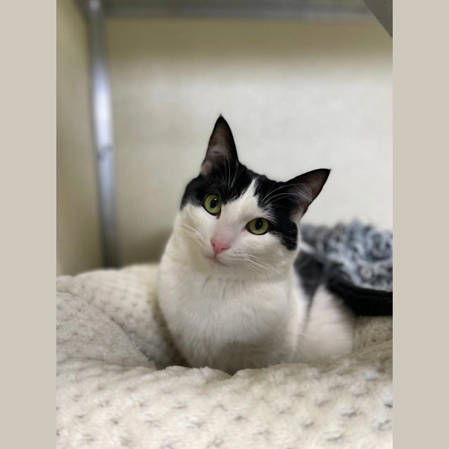 Photo of ✨ Atlas 5090 ✨