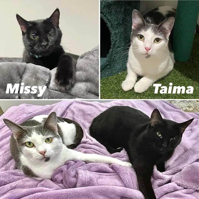 Photo of 9889/9776   Taima & Missy