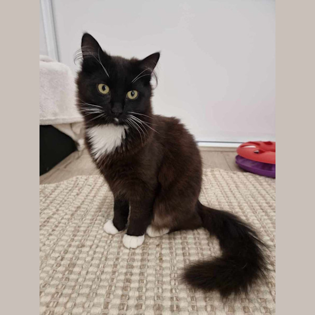 Photo of Fox & Paddy💙