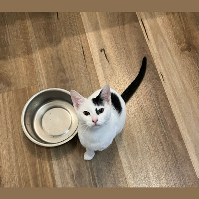 Photo of Juno
