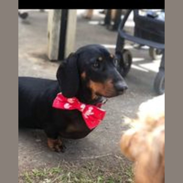 Photo of Charlie And Diesel Bonded Pair                