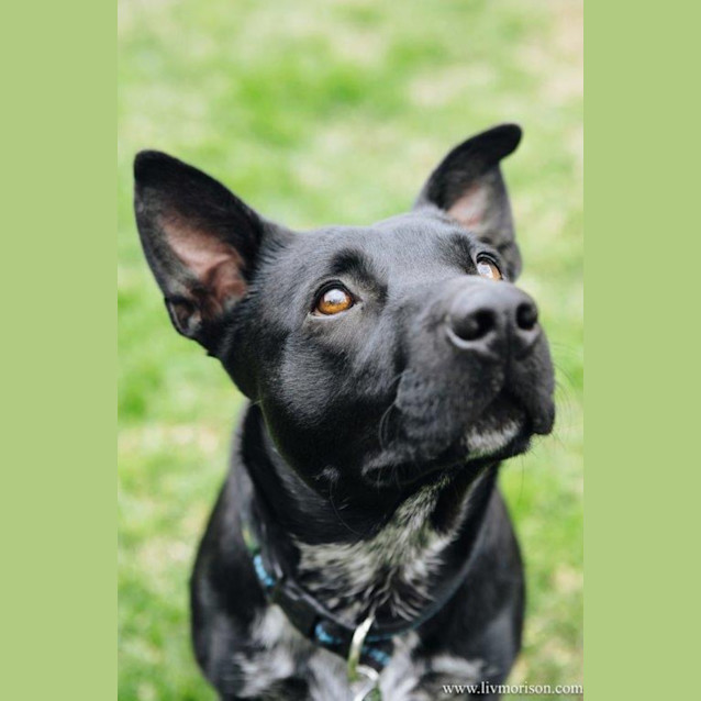 Photo of Nugget Haliwell