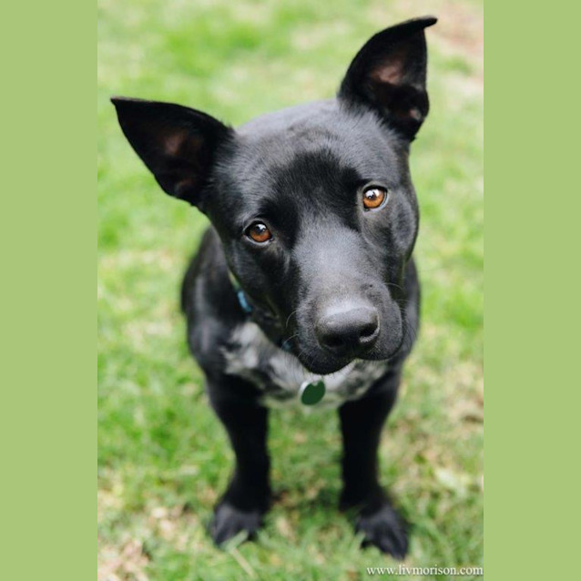 Photo of Nugget Haliwell