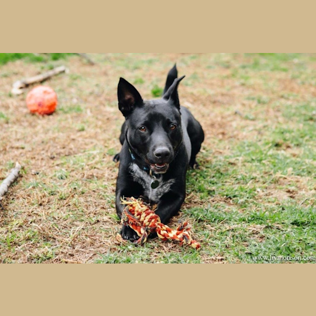 Photo of Nugget Haliwell