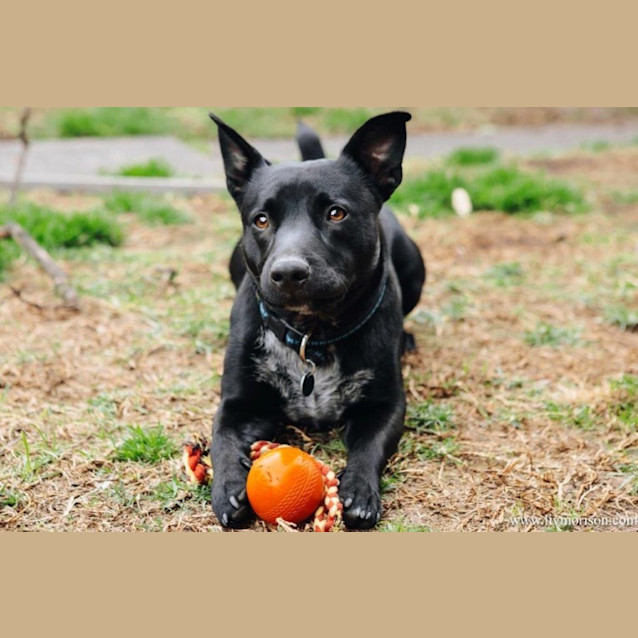 Photo of Nugget Haliwell