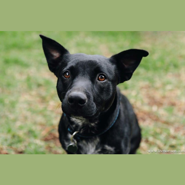 Photo of Nugget Haliwell