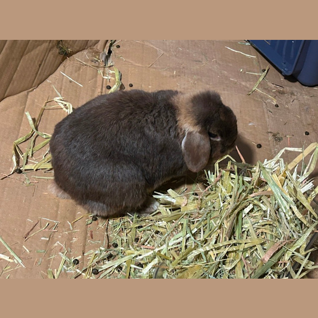 Photo of Mr Usagi & Fudge