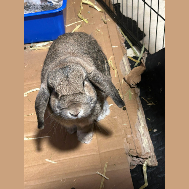 Photo of Mr Usagi & Fudge