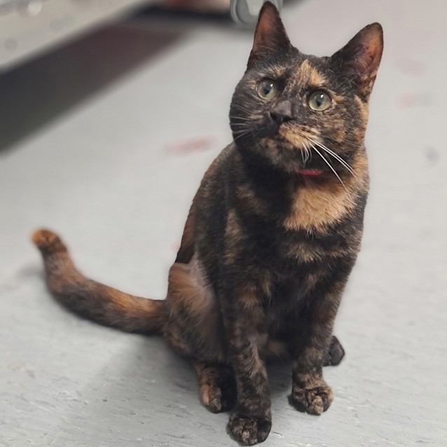 Photo of Nutkin
