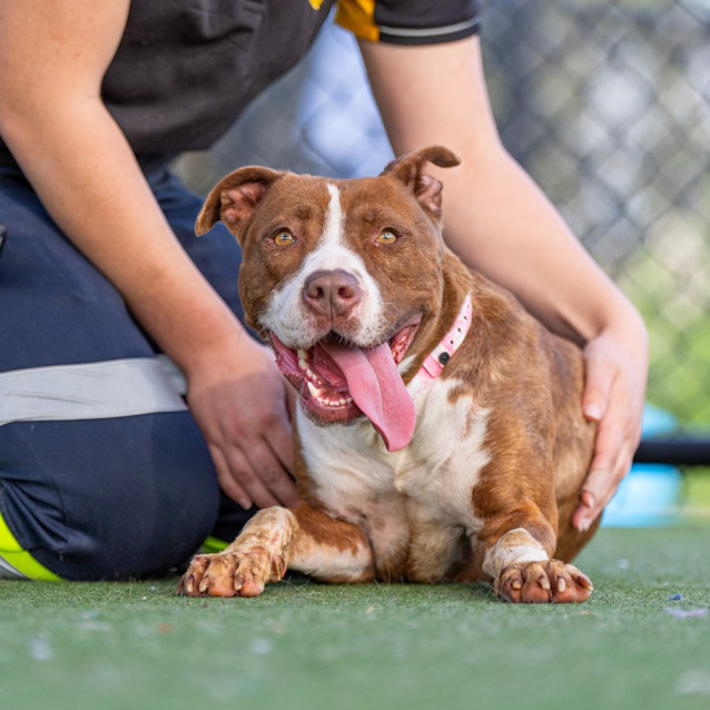 Photo of Akira Imp 471