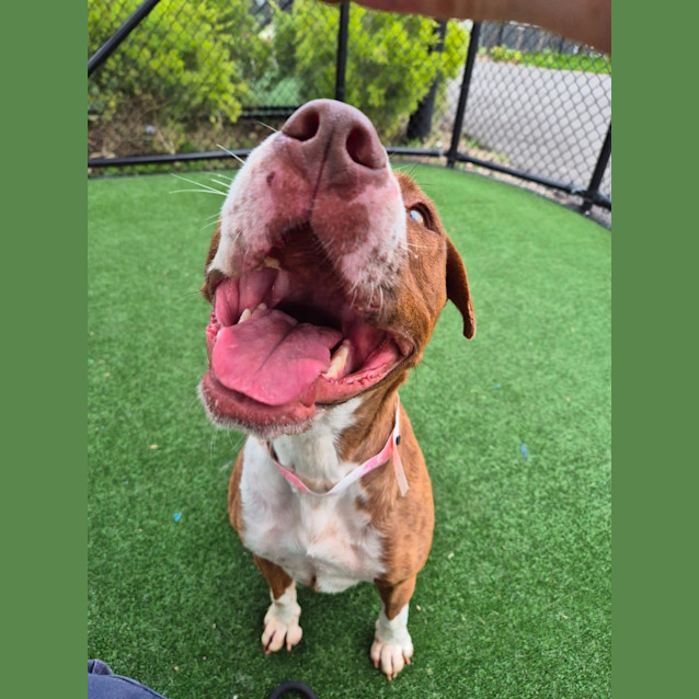 Photo of Akira Imp 471