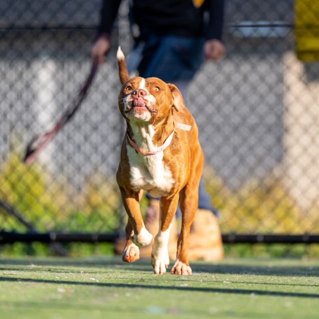 Photo of Akira Imp 471