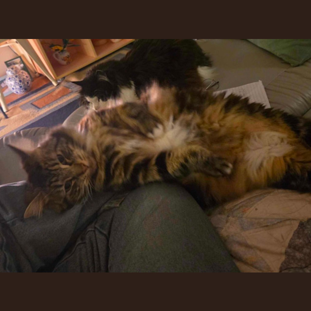 Photo of Henry   Located In Preston