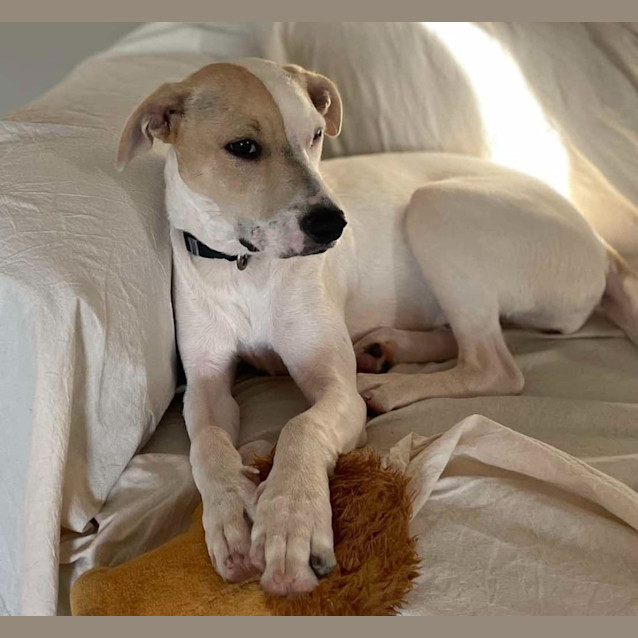 Photo of Penny