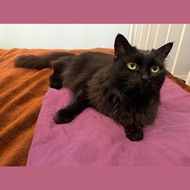 Photo of Duchess