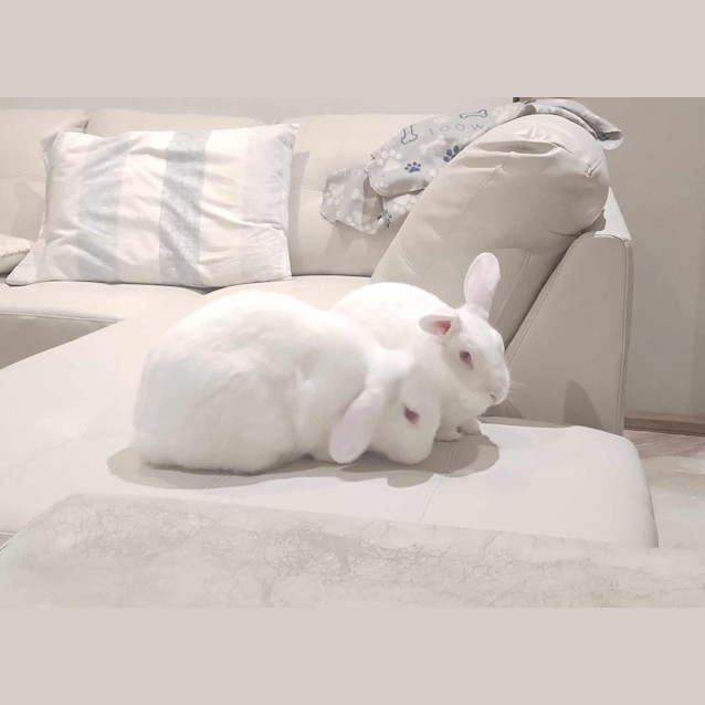 Photo of Jasmine & Belle