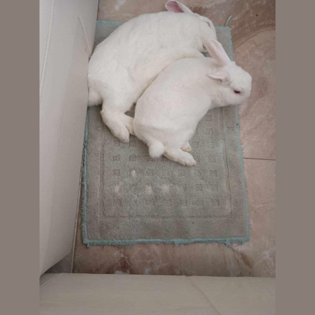 Photo of Jasmine & Belle