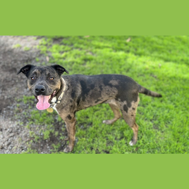 Photo of Akira