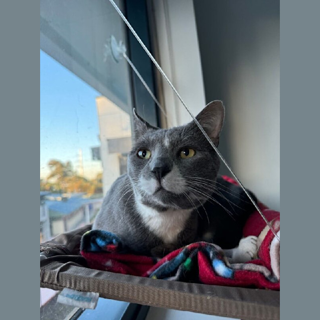 Photo of Mochi