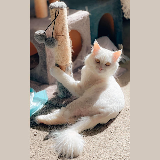 Photo of 🩷 Daisy 🌼 