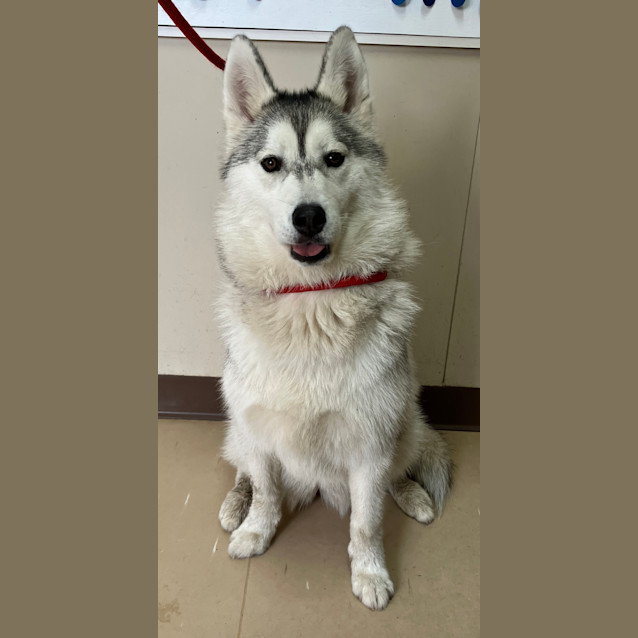 Photo of Nala
