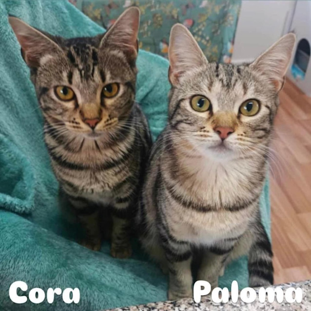 Photo of 10509/10   Cora & Paloma