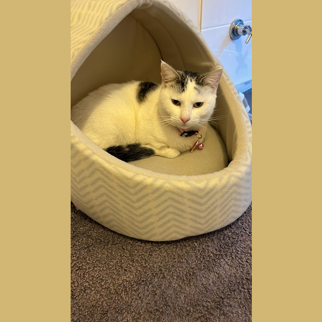 Photo of Snowy