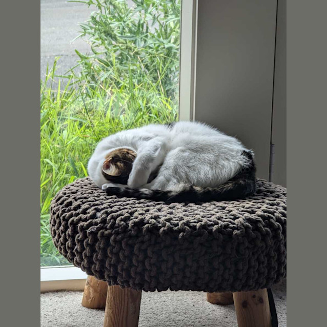 Photo of Morris (Aka Moz)