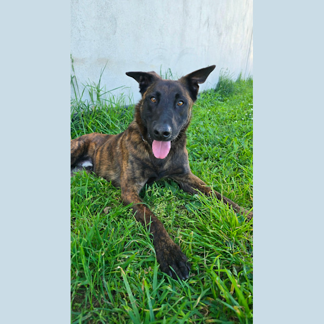 Photo of Conan   63845